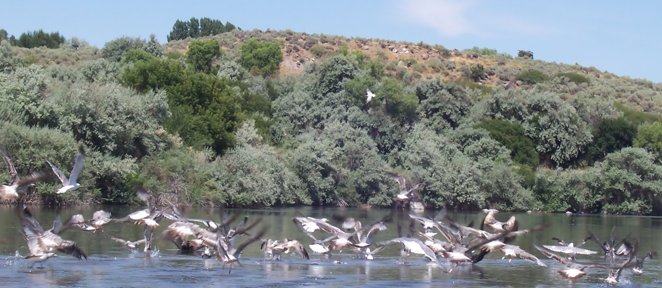 Life on the Snake River.